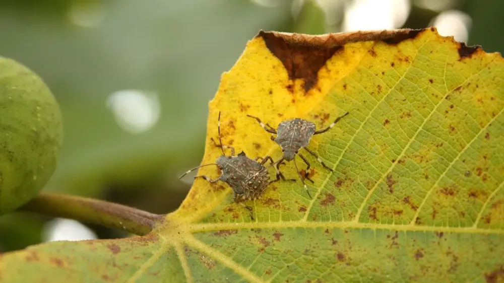KAHVERENGİ KOKARCA İSTİLASI BÜYÜYOR