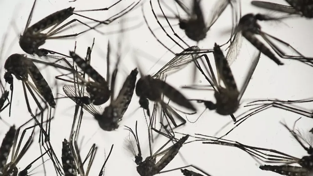 SİVRİSİNEK VİRÜSÜ YENİDEN ORTAYA ÇIKTI