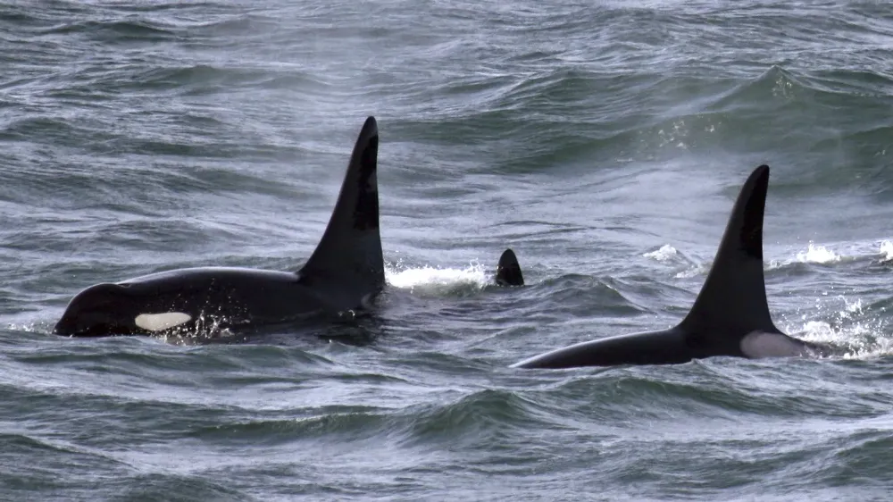 BİLİM İNSANLARI FİBER OPTİK KABLOLARI BALİ;NA TAKİP SİSTEMİNE DÖNÜŞTÜRDÜ