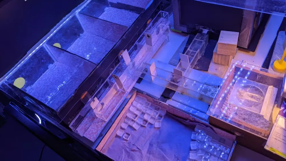 YYENİ KEŞİF: ARILAR ZAMANI ALGILAYABİLİR