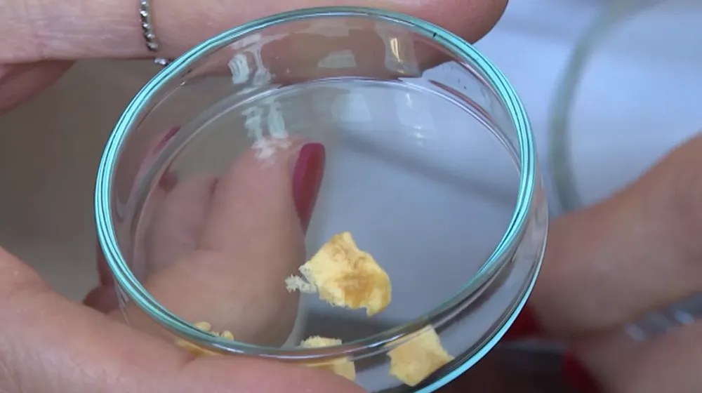 BALIKÇILARDAN KILÇIK TOPLADILAR