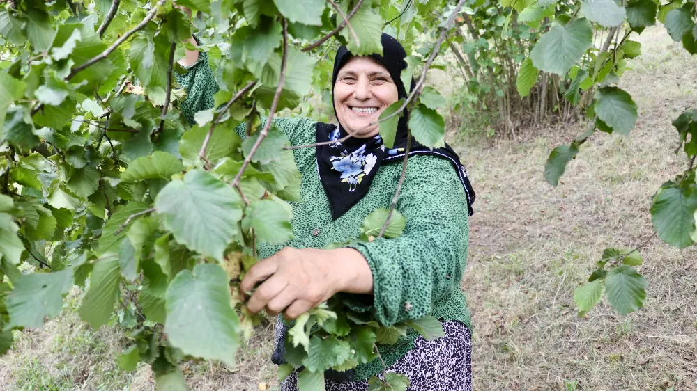 FINDIK HASADI BAŞLADI 