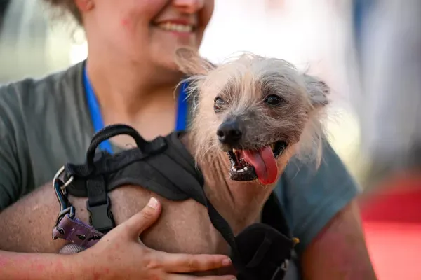 DÜNYANIN EN ÇİRKİN KÖPEĞİ YARIŞMASI 